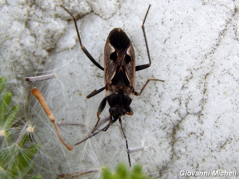 Lygaeidae: Rhyparochromus vulgaris